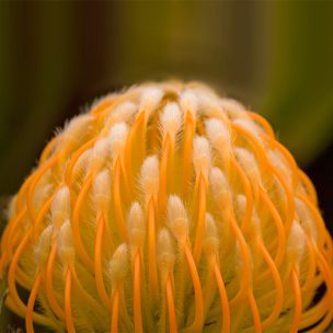 ピクチャーズアート