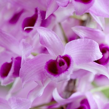 サンプル商品④