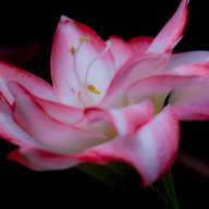 サンプル商品⑥